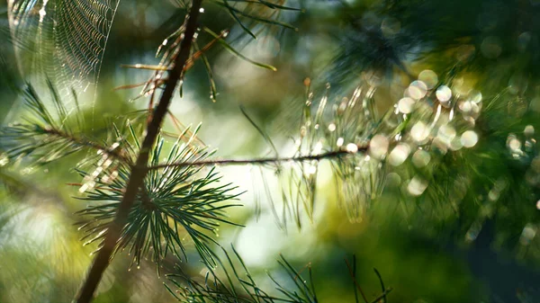 Cobweb on pine needles swaying in close up sunshine autumn rainforest outdoors. — Fotografia de Stock