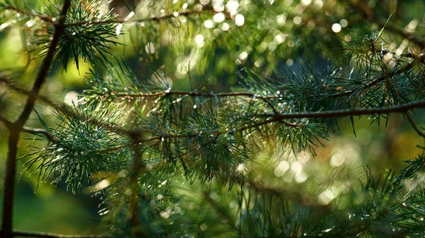 Wet fir neeples growing in meditative countryside rainforest. Sunny wet woods. — Stock fotografie