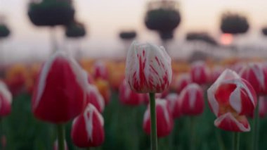 Red spring flower blossom macro. Closeup white tulip flower buds i
