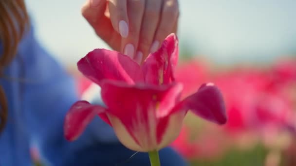 Szekrény rózsaszín tulipán virág és ismeretlen nő arc virágos háttér szabadban. — Stock videók