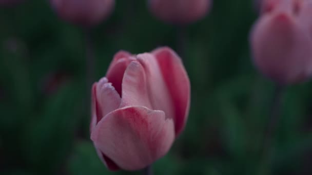 Макро знімок красивих пелюсток квітки вранці. Крупним планом рожева квітка . — стокове відео