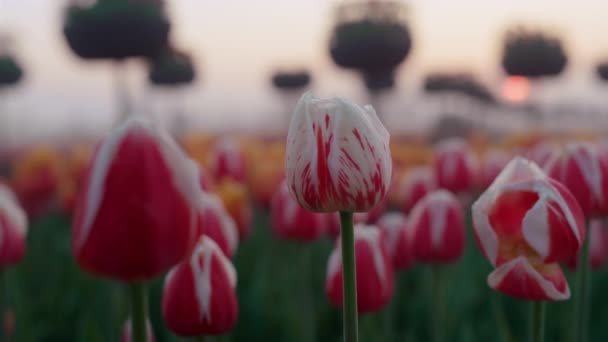 Red spring flower blossom macro. Closeup white tulip flower buds i — ストック動画