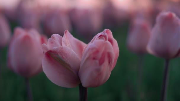 Closeup unusual flower growing in tulip field. Macro shot pink flower in garden. — Stok video