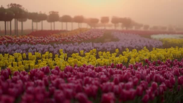 Вид на квіткове поле під час сходу сонця. Красивий сад тюльпанів рано вранці . — стокове відео