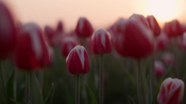 Closeup tulips growing in spring garden. Blooming flowers macro in sunset lights — Stok video
