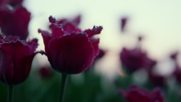 Macro shot of tulip bud. Closeup of beautiful purple flower in sunset background — Vídeos de Stock