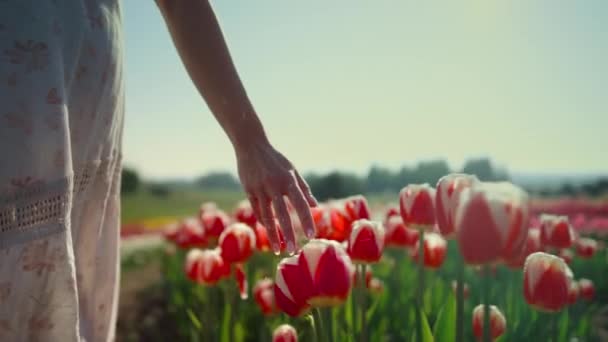 Close-up vrouw aanraken kleurrijke tulpen met vingers in mooie bloementuin. — Stockvideo