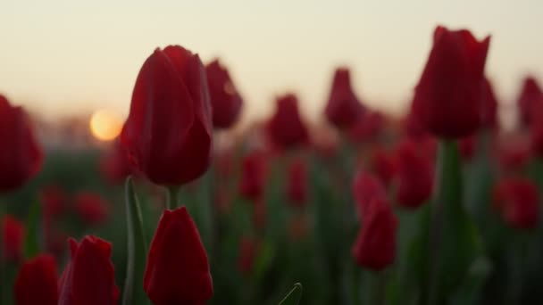 Closeup flower field with many tulips in sunset. Macro shot of beautiful flowers — Video