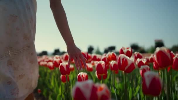 Unrecognizable woman hand touching red tulips. Woman walking through tulip field — Vídeo de Stock