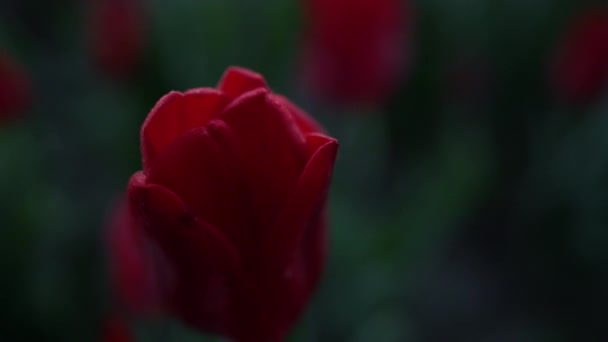 Makro záběr červené květiny. Detailní šarlatové květy a zelené listy v tmavé barvě. — Stock video