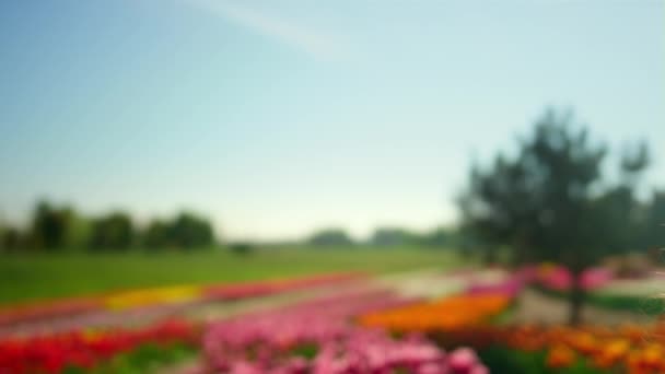 Spring season with spring flower field. Woman hand touching tulip in garden. — Vídeos de Stock