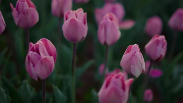 Closeup many pink flowers outdoors. Tulip buds on emerald leaves background. — Vídeos de Stock