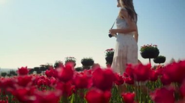 Beautiful girl with camera walking through tulip field. Woman smiling in garden.