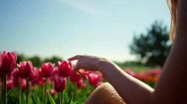 Closeup woman hands touching flower in blooming tulip field in sun reflection.
