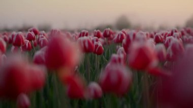 View of blooming flower field in springtime. Nature in spring early morning fog.