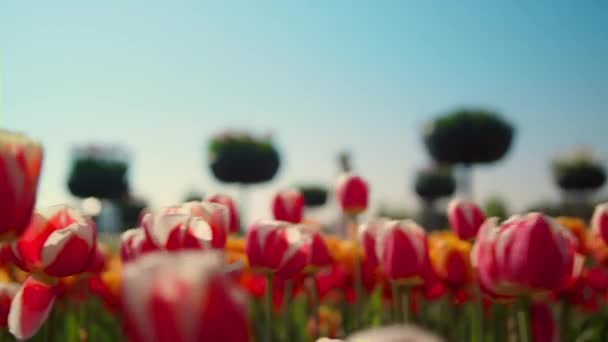 Macchina fotografica in movimento attraverso giardino fiorito sotto il cielo blu. Silhouette di donna sconosciuta. — Video Stock