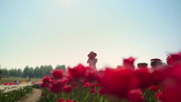 Парк с цветами и девушками, фотографирующимися. Женщина ходит по полю тюльпанов — стоковое видео