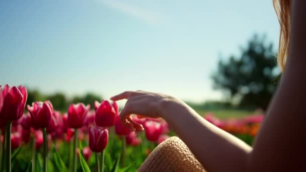 Zbliżenie kobieta ręce dotykając kwiat w kwitnące pole tulipan w słońce refleksji. — Wideo stockowe
