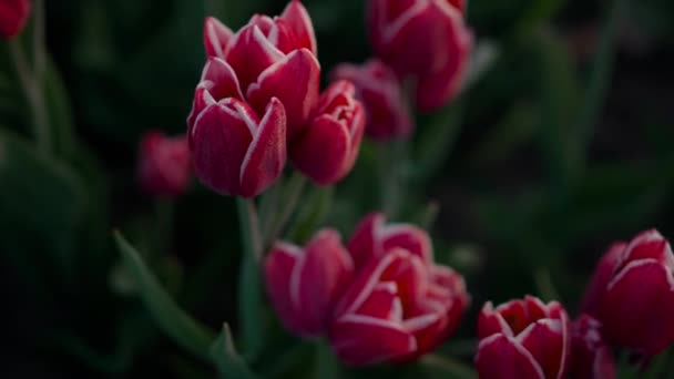 View above blooming red tulips with green leaves. Closeup beautiful flower buds. — Stok video