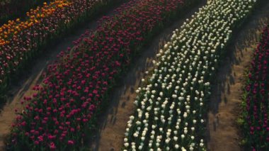 Çiçek tarlasının üstüne bak. Gün batımında bahar çiçeklerinin güzel manzarası.