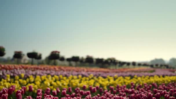 Above view garden with spring flowers. Blured girl moving on flower background. — Stock video