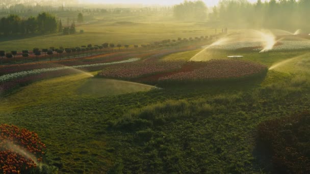 Bewässerung der Pflanzen im Frühlingsgarten. Blick auf die Bewässerungsanlage am frühen Morgen — Stockvideo