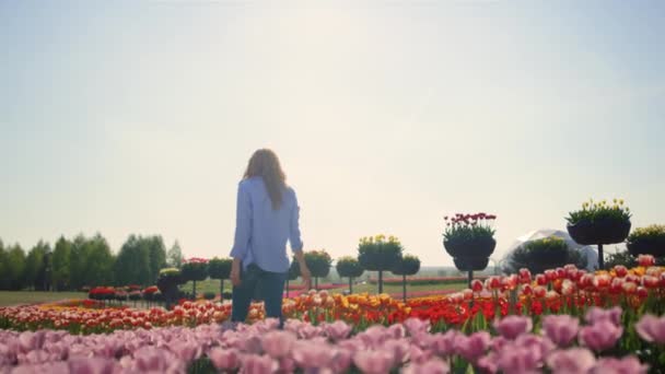 Вид на молодую женщину, идущую по красивому цветочному полю в солнечный день. — стоковое видео