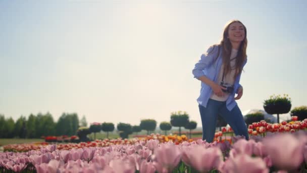 Happy woman touching flowers at walk with camera in tulip field in sunny day. — Vídeo de stock