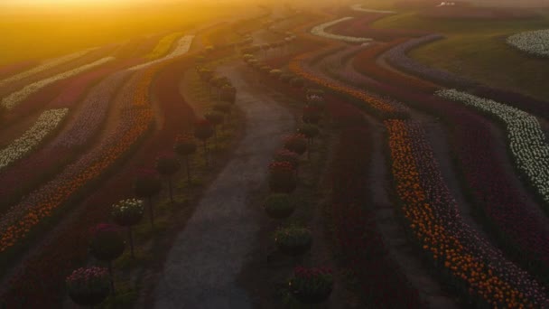 Szenischer Blick über das Blumenfeld im Sonnenuntergang. Sonne geht im Pflanzengarten unter — Stockvideo