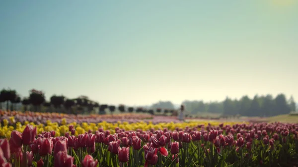 Obere Ansicht Garten mit Frühlingsblumen. Blured Mädchen bewegt sich auf Blume Hintergrund. — Stockfoto