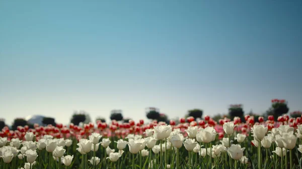 Springtime flower field view in daytime. Floral landscape in holland — Stockfoto