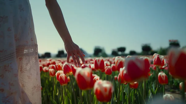 Nierozpoznawalna kobieta dotykająca czerwonych tulipanów. Kobieta idąca przez pole tulipanów — Zdjęcie stockowe