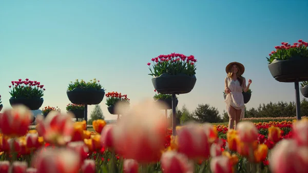 Bel giardino tulipano con boccioli di fiori luminosi in sfondo cielo blu. — Foto Stock