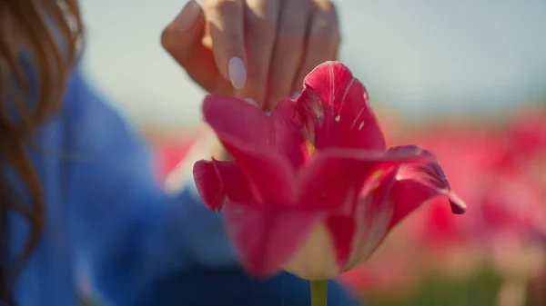 Closeup rosa tulipa flor e mulher desconhecida rosto no fundo floral ao ar livre. — Fotografia de Stock