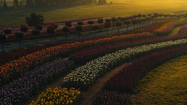 Colorful scene of countryside in evening lights. Flower garden with morning mist — Stock Photo, Image