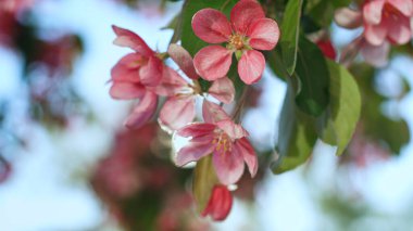 Parlak altın güneşe karşı çiçek açan güzel sakura. Huzurlu çiçek sahnesi.