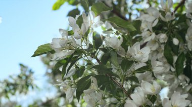 Yakından filizlenen beyaz ağaç çiçekleri. Elma çiçeklerine düşen güneş ışınları.