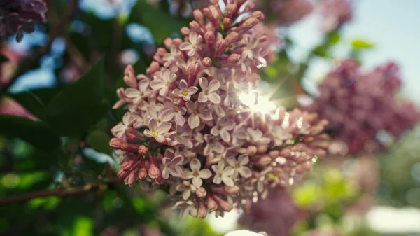 Flores Sakura florescendo em close-up. Cereja florescendo contra o céu azul. — Fotografia de Stock