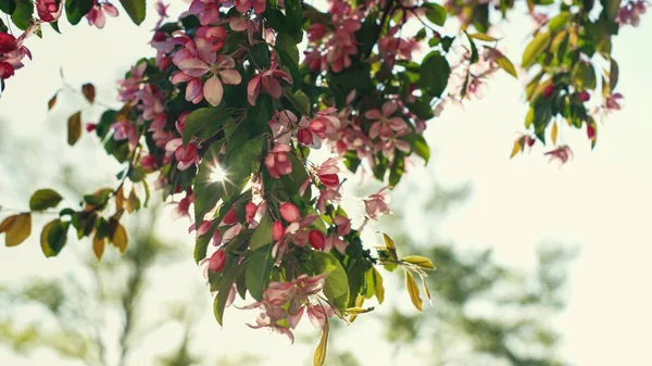 明るい金色の太陽に対するピンクの桜の景色。花の春のシーンを刺激. — ストック写真