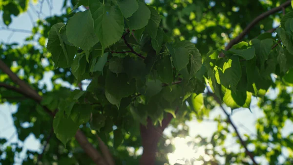 Gröna löv svajar på vinden mot fridfull blå himmel. Trädblad utsikt med sol. — Stockfoto
