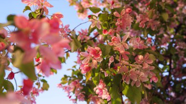 Büyüleyici mavi gündoğumu gökyüzü ile güzel bir sakura manzarası. Huzurlu çiçek manzarası.