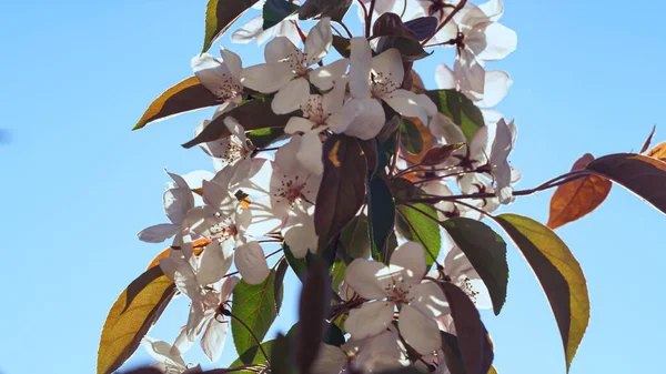 Apfelblüten blühen vor bezauberndem Sonnenlicht. Meditative Blumenpracht. — Stockfoto