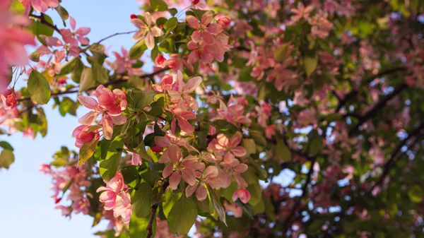 Ροζ λουλούδια sakura ανθίζουν ανάμεσα σε έντονα πράσινα φύλλα ενάντια στον ουρανό ηλιοβασιλέματος. — Φωτογραφία Αρχείου