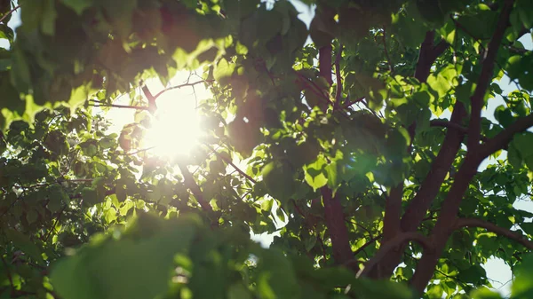 Gröna blad utsikt i närbild mot ljus sol. Charmig utsikt över skogen med sol. — Stockfoto