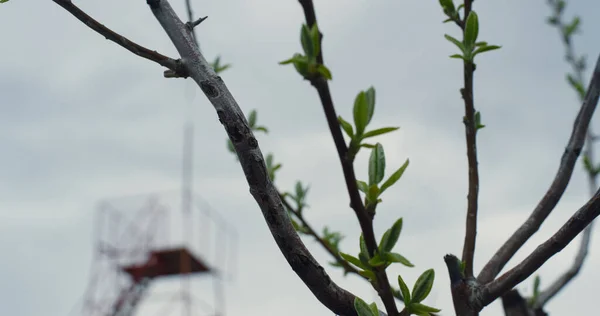 Filial träd växande natur i urban bakgrund på grå moln himmel utan människor. — Stockfoto