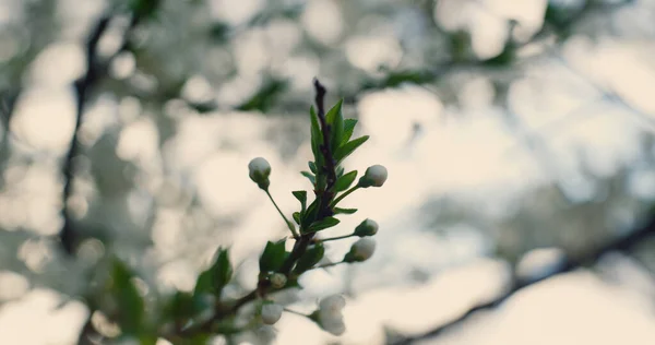春に白花を咲かせます。桜の枝｜アブストラクトショット. — ストック写真
