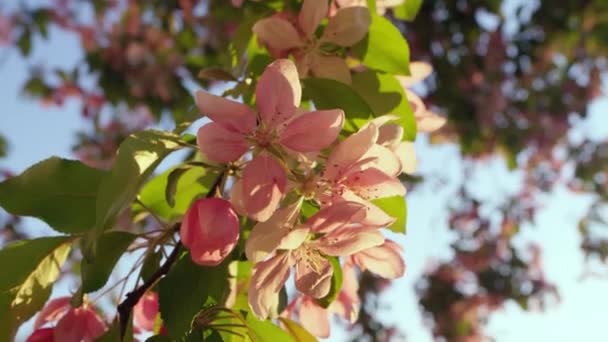 Roze kers bloeiend tegen de heldere zonsopgang hemel. Roze kersenbloemen bloeien. — Stockvideo