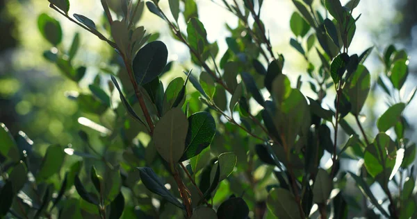 Sol brillantes hojas de árboles verdes en hermoso jardín natural vista aérea huerto. — Foto de Stock