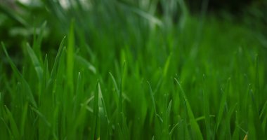 Sakin çayır arka planında sallanan yeşil çimenler. Çevre kavramı.