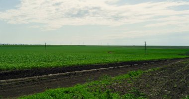 Tarım yeşili çayır yaz günü. Doğanın kırsal tarım kavramı.